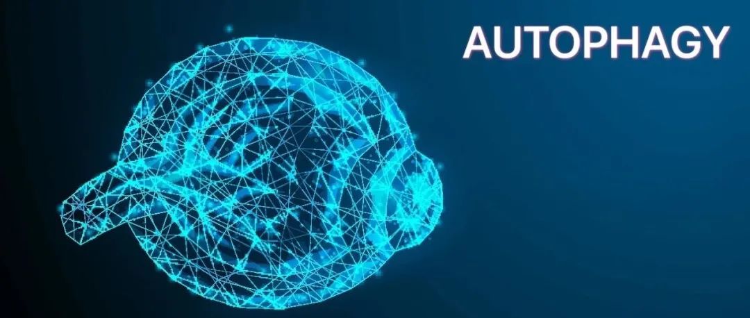 Autophagy丨哈医大一院刘平团队揭示TGFBI基因相关角膜营养不良发病新机制