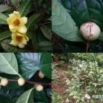 珍稀濒危植物龙州金花茶生存现状及保护策略研究取得进展
