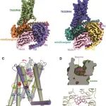 Science：我国科学家首次解析出人类苦味受体TAS2R46的三维结构