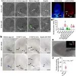 Nature：武汉大学孙蒙祥课题组揭示植物受精奥秘
