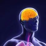 突破血脑屏障！新型AAV变体强化递送技术，助力脑疾病治疗！