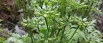 【聚焦讲座】湖北中医药大学刘义飞研究员|药用植物基因组研究最新进展