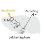 Neuron：清华大学郭增才团队揭示工作记忆的生成机制