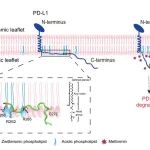 Nature子刊：欧阳波团队发现二甲双胍抗癌新机制：调控PD-L1降解