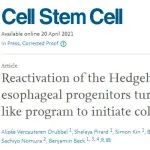《Cell Stem Cell》发现食管癌新机制
