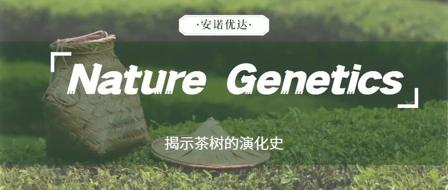 福建农林大学，中国农业科学院Nature Genetics发文：茶树单体型基因组组装揭示茶树的演化史