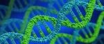 助力基因治疗产品研发，CDE重磅发布ICH非临床生物分布相关考虑