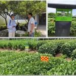 开发区人才再夺国际金奖！浙大科创HiZJU-China团队用合成生物学守护茶树健康
