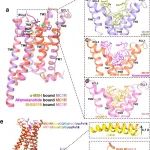 Cell Res | 上海药物所揭示黑素皮质素受体1钙离子介导激素识别的分子机制