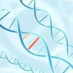 两款基因疗法获批临床试验