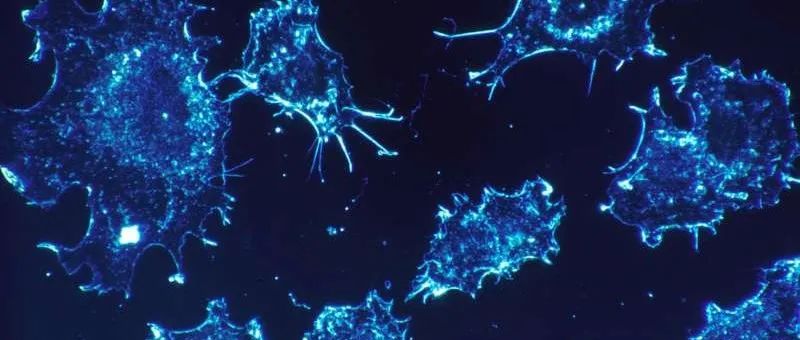 【Nature】重磅| 纽约大学科学家发现新的肿瘤抑制因子，成为癌症潜在治疗方法