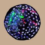 ​Cell重磅：中美科学家人猴 “杂交” 胚胎最新突破，存活将近20天