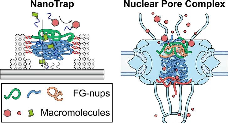 题为dna-origami nanotrap for studying the selective barriers