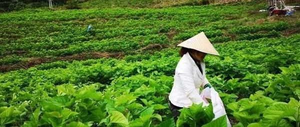 六部门印发《蚕桑丝绸产业高质量发展行动计划(2021-2025年)》