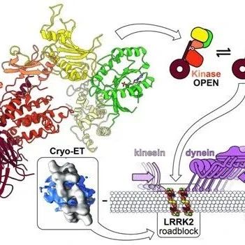 Nature和Cell共同揭示：与帕金森病相关的蛋白LRRK2作用机制