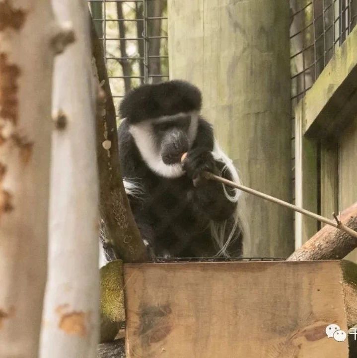 兽医用干细胞治疗首个非人类灵长类动物 干细胞或在动物治疗中获得新的突破