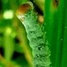 王成树研究组揭示真菌脂滴降解的微自噬途径及功能