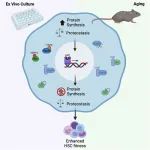 Cell Stem Cell突破技术限制，开发出一种保持培养细胞健康的方法