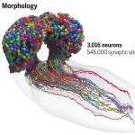Science：首次绘制出昆虫大脑图谱