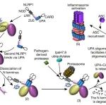 Nature：清华柴继杰团队首次揭示先天免疫受体NLRP1抑制的分子机制