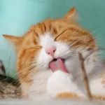 Cell子刊揭示：为什么让猫“嗨起来”的猫薄荷，却让蚊虫“闻风丧胆” ？