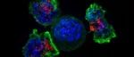 肿瘤疫苗要来了？两大研究团队探索T细胞之外创新方法