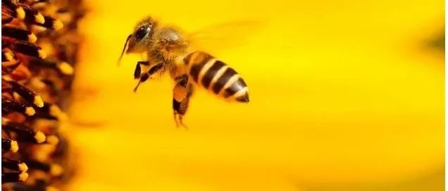 “以毒攻毒”成为现实？新研究：蜂毒100%杀死癌细胞，对正常细胞影响很小