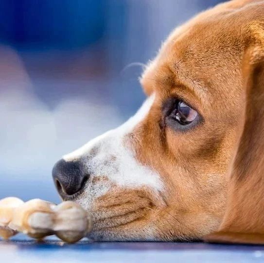 图说｜关于狂犬病的这些真相，你或许还未了解……
