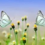 Science子刊（IF=18）| 基因疗法再获突破：治疗心力衰竭，有效改善心脏功能