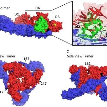 《科学》：揭示蛋白NRLP1特异性识别双链RNA来检测病毒感染机制