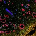 Mestag Therapeutics宣布完成4500万美元种子轮融资