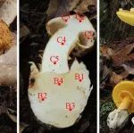 蘑菇也能“移花接木”——昆明植物所在菌寄生真菌研究中取得新进展