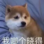 别嫌弃“土狗”！研究发现：中华田园犬，才是血统最纯正的狗