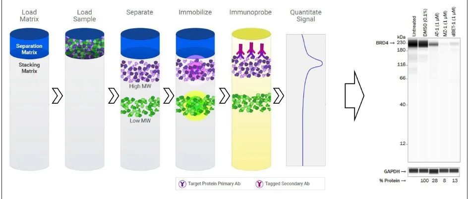 Digital Western Blot在领先靶向蛋白降解药物公司研发中应用