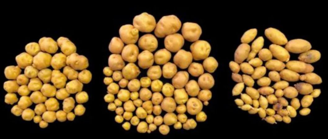 杂交土豆问世！曾获袁隆平亲自指导，中国科学家通过基因组设计突破育种难题 | 专访