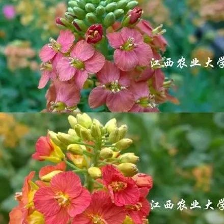 高校培育38种颜色油菜花却被质疑“研究无意义”？评论亮了！