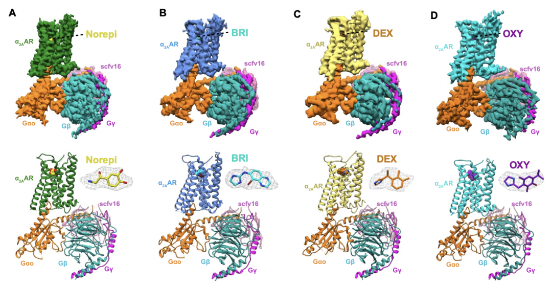 sciadv杜洋團隊與合作者揭示人體腎上腺素α2a受體不同藥物作用的信號