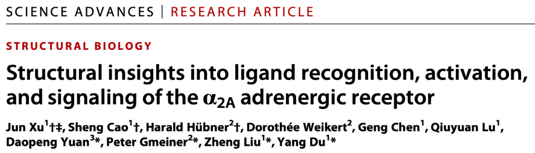 sciadv杜洋團隊與合作者揭示人體腎上腺素α2a受體不同藥物作用的信號