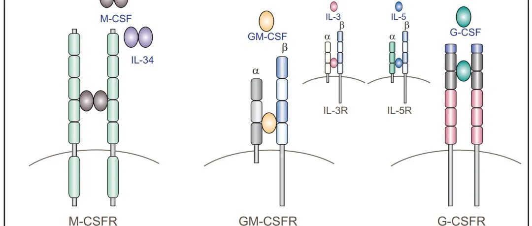 GM-CSF：风湿免疫新宠，新冠CRS获批在即