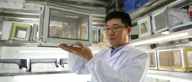 最新 | 为何“蚊”约黄昏后？上海科学家发现雄蚊求爱的化学语言和交配的分子机制