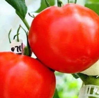 日本批准销售基因编辑西红柿，最早2022年上市