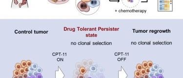 Cell论文解读！首次揭示癌细胞劫持一种胚胎生存途径，像熊一样冬眠以逃避化疗