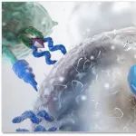 重庆精准生物CD70靶点肾细胞癌获临床申请受理丨医麦猛爆料