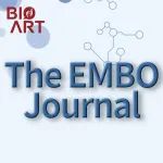EMBO J | 宋质银/舒力等揭示氧化应激下线粒体自噬新机制