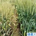 重大突破！我国育成抗赤霉病高产小麦新品种