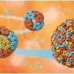 Science：新研究揭示病毒进化的奥秘