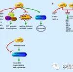 郑春福教授应邀在Journal of Biomedical Science发表综述