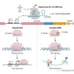 Science长文：微生物所向华/李明团队揭示护卫CRISPR-Cas的全新毒素-抗毒素RNA系统