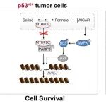 PNAS：清华大学江鹏团队揭示p53突变肿瘤细胞对一碳代谢关键酶的极端依赖性