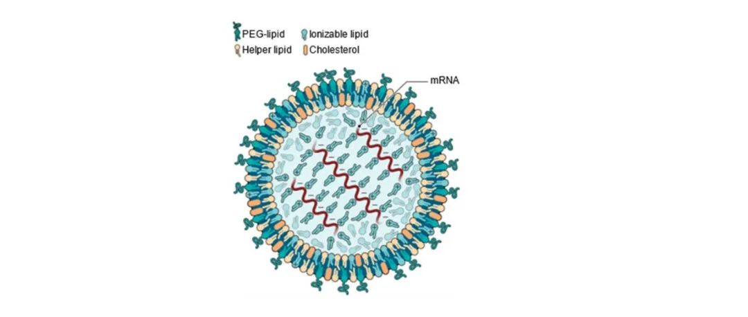 Science长文报道：下一代mRNA疫苗开发关键——LNP